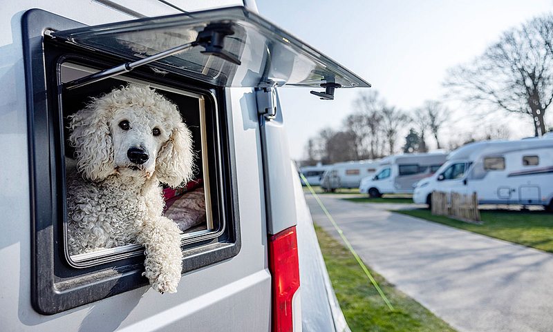 Tipps für einen schönen Camping-Urlaub mit dem Hund