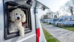 Mit Hund im Wohnmobil - Detail: Hund schaut aus Fenster vom Camper, Im Hintergrund Wohnmobile - Foto: Imago