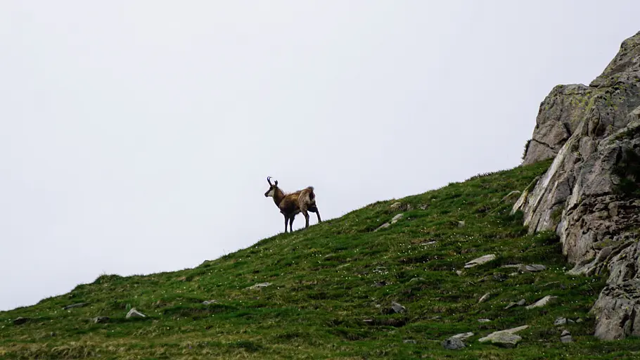 Das Bild zeigt eine Gämse auf einem Berg im Nationalpark Mercantour.