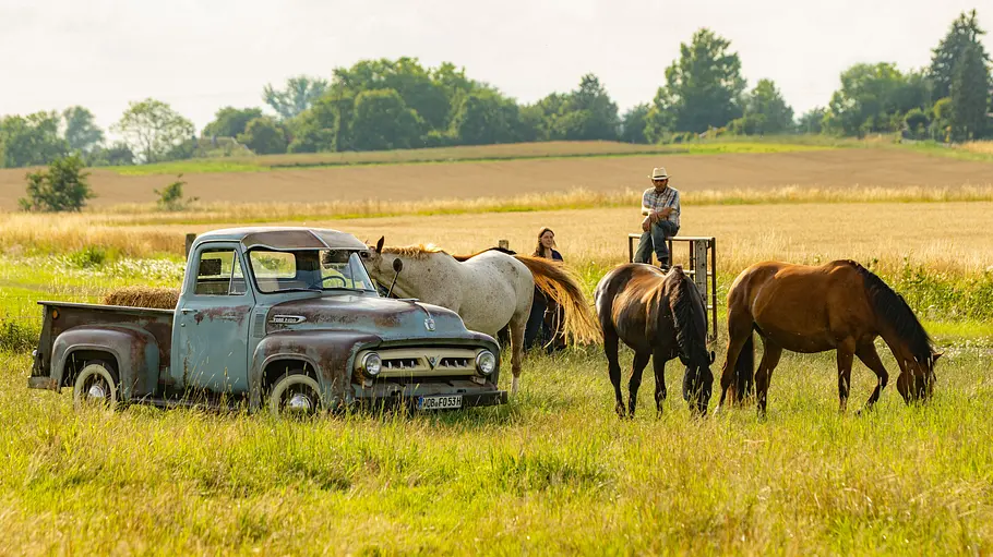 Ford F-100 V8 Der Ford F-100 V8 stehend neben Pferden