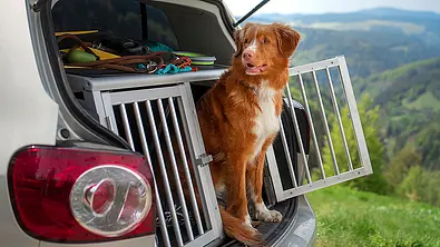 Das Bild zeigt eine Auto-Gitterbox für Hunde im Kofferraum eines VW Golf Plus. Ein Nova Scotia Duck Tolling Retriever schaut aus der geöffneten Gitterbox durch die geöffnete Heckklappe. - Foto: Imago