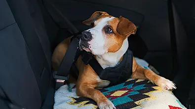 Ein Hund liegt mit einem Anschnallgurt gesichert auf der Rückbank eines Autos. Eine Decke liegt auf der Sitzfläche der Rückbank. - Foto: Imago