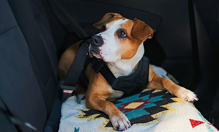 Ein Hund liegt mit einem Anschnallgurt gesichert auf der Rückbank eines Autos. Eine Decke liegt auf der Sitzfläche der Rückbank.