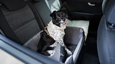 Das Bild zeigt einen Hund in einem Hunde-Autositz auf der Rückbank eines Autos. - Foto: Imago