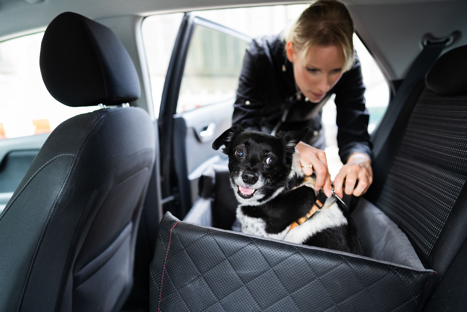 nur trockenfutter fr hunde Trockenfutter Wild gebacken  hypoallergen