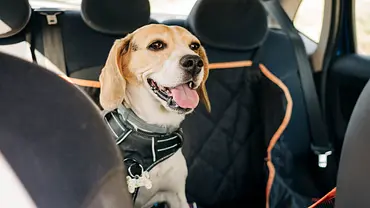 Hundedecke Auto - Foto: iStock/Alba Caro