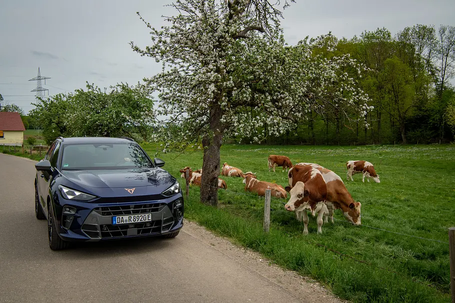 Der Cupra Terramar an einer Weide mit Kühen.