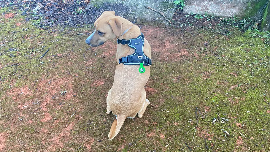 Hund mit Schlüsselfinder im Test, fotografiert von hinten.