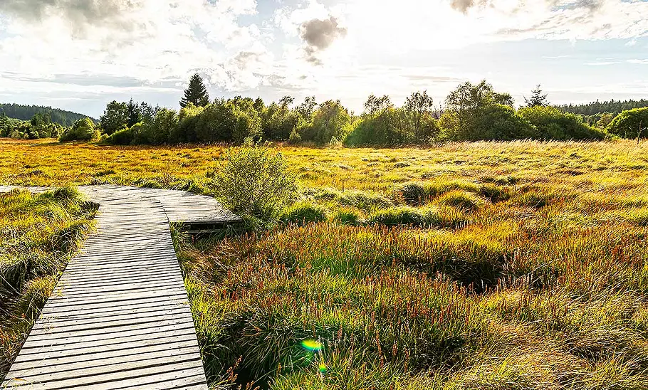 Blick auf einen hölzernen Wanderweg, der sich durch die Moorlandschaft des Hohen Venn windet.