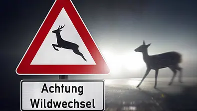 Was tun nach einem Unfall mit Tieren? - Foto: Imago